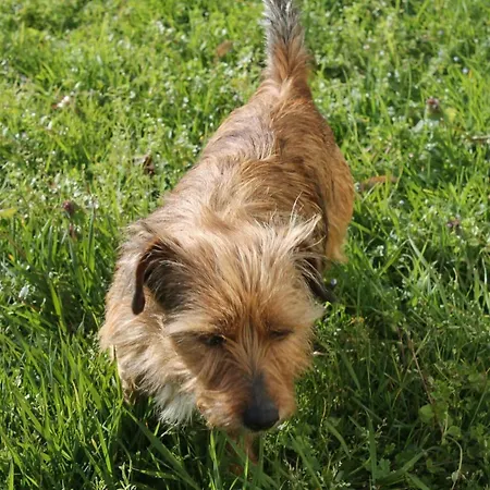 Prázdninový dům Du Chateau Allas-Bocage