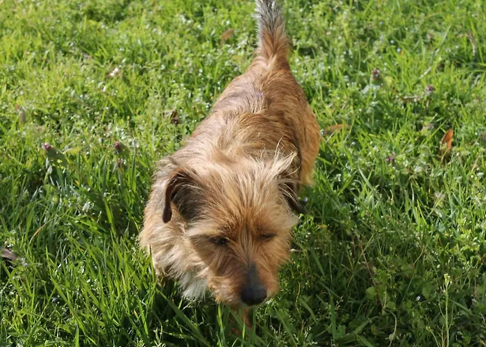 Holiday home Du Chateau Allas-Bocage